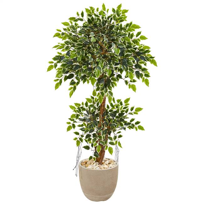 55” Variegated Ficus Artificial Tree in Sandstone Planter