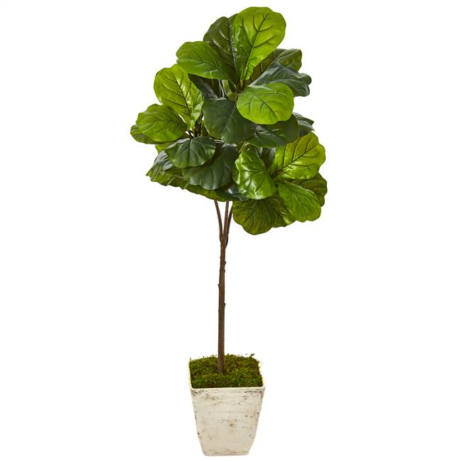 5’ Fiddle Leaf Artificial Tree in Country White Planter (Real Touch)