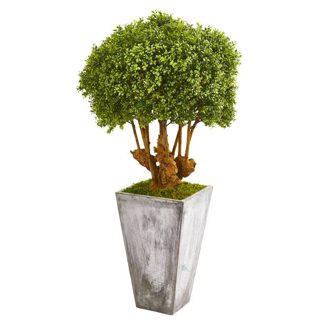 51” Boxwood Artificial Topiary Tree in Cement Planter (Indoor/Outdoor)