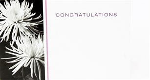 "Congratulations" Spider Mum Enclosure Cards (pack of 50)