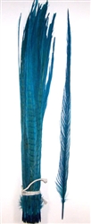 Dyed Turquoise Ringneck Pheasant Tail Feathers 20"-22" (Pack of 100)