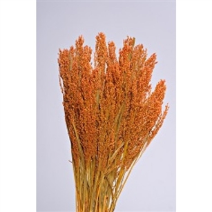 Canary Grass, Autumn Color, 24" 1 Bunch