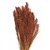 Canary Grass, Burnt Oak, 24" 1 Bunch