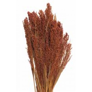 Canary Grass, Burnt Oak, 24" 1 Bunch