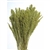 Canary Grass, Light Green, 24" 1 Bunch