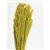 Canary Grass, Yellow, 24" 1 Bunch