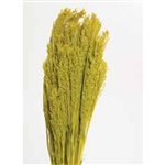 Canary Grass, Yellow, 24" 1 Bunch