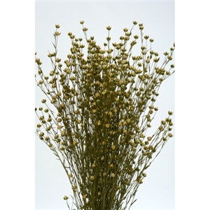 Canary Grass, Yellow, 24" 1 Bunch