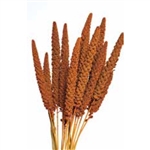 Hilander Grass, 1 pc/bunch, 26", Autumn Color