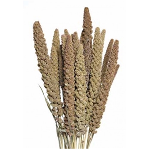 Hilander Grass, 1 pc/bunch, 26", Natural