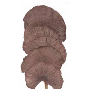 Mushroom Sponge 16", Chocolate, 6pc/Bunch