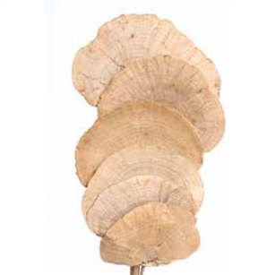 Mushroom Sponge 16", Natural, 6pc/Bunch