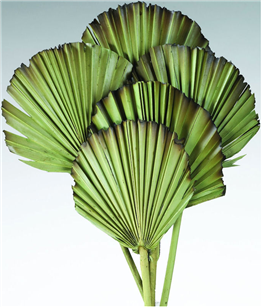 Palm Leaves, Burnt Tips, Light Green 5" x 20", 5pc/Bunch