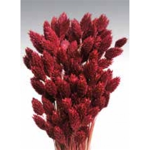 Phalaris, Berry Color, 4oz/Bunch