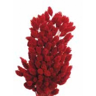 Phalaris, Red, 4oz/Bunch