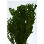 Platyspermum Foliage, Preserved, Natural Green, 5oz Bunch