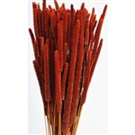 Rat Tail Millet, Burnt Oak Color, 3oz/Bunch