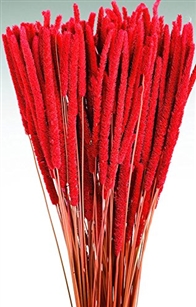 Rat Tail Millet, Red Color, 3oz/Bunch