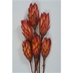 Red Repens, 12", 1 Bunch