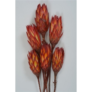 Red Repens, 12", 1 Bunch