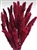 Dried Setaria, Berry Color, 4oz/Bunch