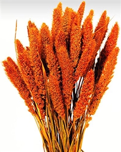 Dried Setaria, Tangerine Color, 4oz/Bunch