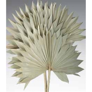 Sun Palm, Natural, 5pc/Bunch