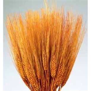 Wheat, Burnt Oak Color, 8oz/Bunch