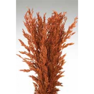 Wild Oats, Burnt Oak Color, 38", 8oz/Bunch