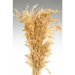 Wild Oats, Natural Color, 38", 8oz/Bunch