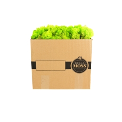 REINDEER MOSS BULK 3 POUND BOX