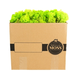 Reindeer Moss, Chartruesse, Bulk 3 Pound Box