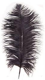 Ostrich Drabs 9-13" Dyed Black - Per 1/2 lb