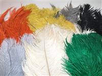 Ostrich Drabs 10-19" - Random Color Mix - Per 1/2 lb