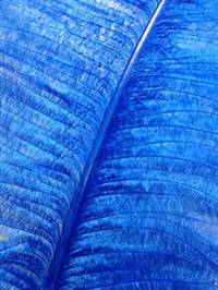 Ostrich Wing Plumes #2 - 25-29" Dyed Royal Blue  - Per 1/4 lb