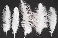 Ostrich Wing Plumes #2 - 25-29" Bleached White - Per 1/4 lb