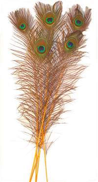 Eyed Peacock Sticks 30-35" Dyed Gold - Per 100