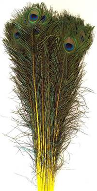 Eyed Peacock Sticks 35-40" Dyed Yellow - Per 100