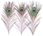 8"-12" Small Peacock Feather Eyes (Pack of 100)