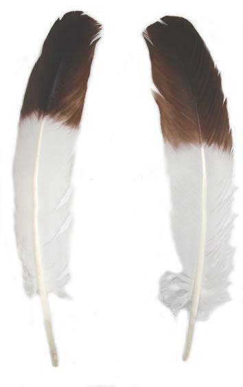 Brown Eagle Tipped Turkey Rounds - Per lb