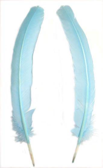 Turkey Rounds Dyed Light Blue - Per lb