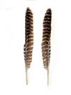 Barred Turkey Pointers 7-16" - Per Set