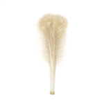 Dyed Ivory Peacock Feathers 35"-40" (Pack of 100)