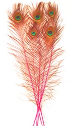 Dyed Pink Peacock Feathers 35"-40" (Pack of 100)