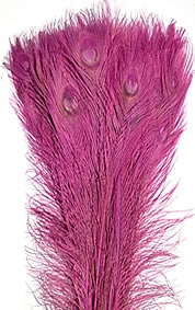 Dyed Pink Peacock Feathers 35"-40" (Pack of 100) - EXTRA DYE!!