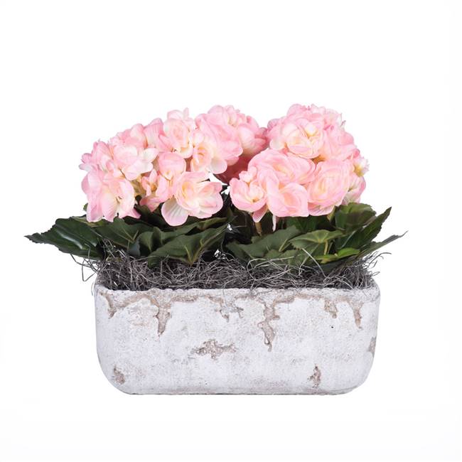 10" Pink Begonia in Cement Rectangle