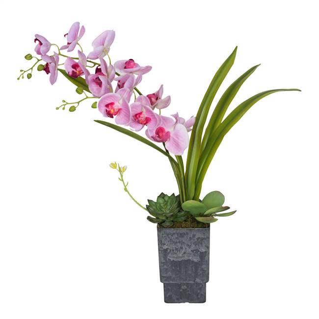 30" Pink Orchid with Succulents