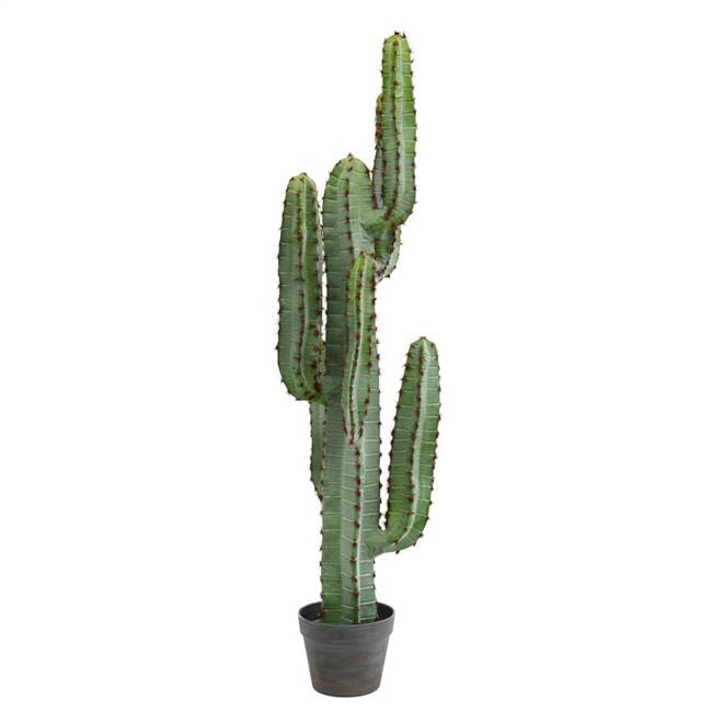 45" Green Finger Cactus in Gray/Red Pot