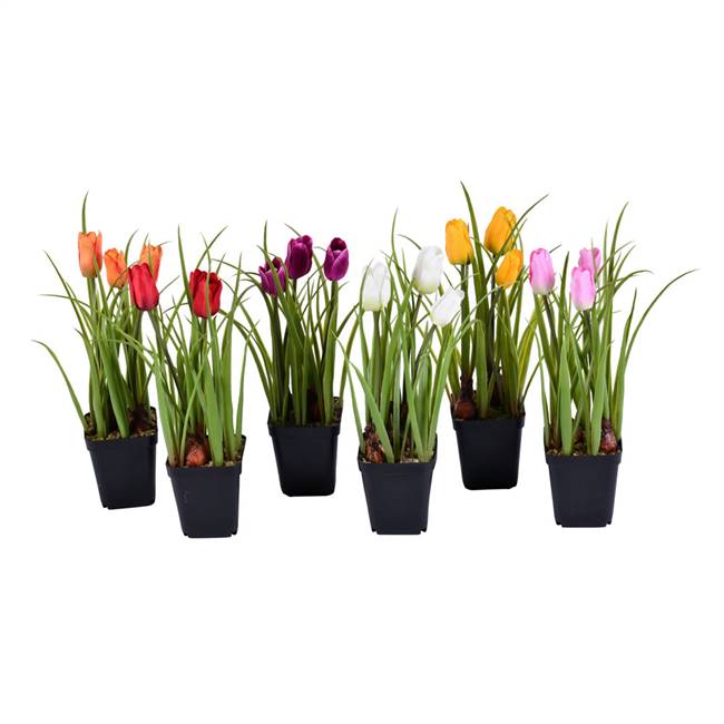 10" Potted Tulip Assortment Set/6