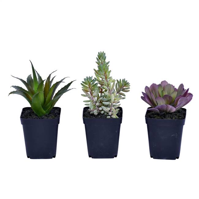 7" Green Potted Succulent Set/3